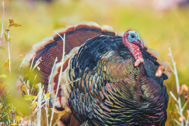 SourceCast: Talking Turkey